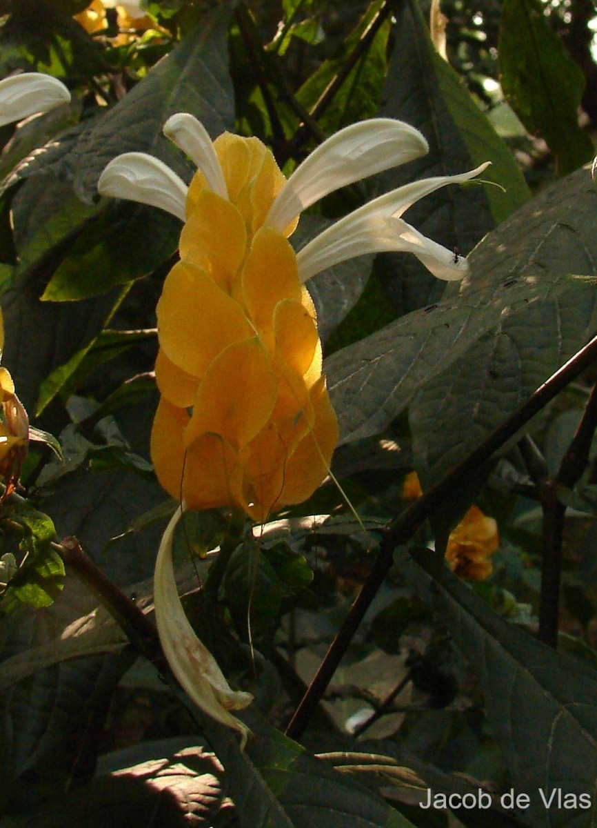 Pachystachys lutea Nees